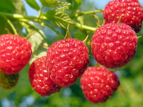 Raspberry Ketone — ingredient in SodaSlim
