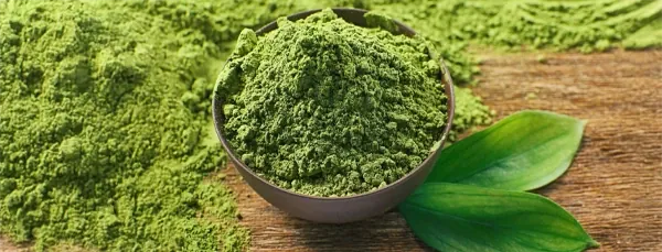 Green Tea Extract — ingredient in SodaSlim